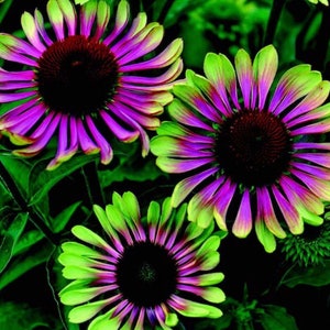 20 graines de fleurs de jardin Green Twister Purple Cone Flowers pour le printemps été OGM bio coloré à croissance rapide