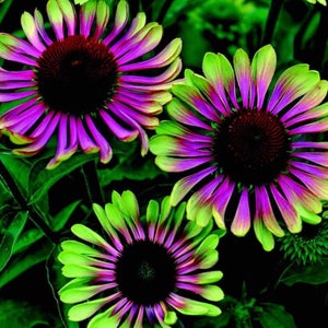 May include: Three purple and green coneflowers with dark brown centers. The flowers have a vibrant color gradient, transitioning from green to purple.