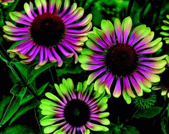 20 Green Twister Purple Cone Flowers garden flower seeds for spring summer gmo organic colorful fast growing
