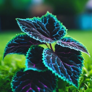 20 semillas de Coleus Color raro Azul Negro Verde flor planta césped