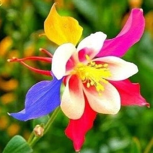 20 rare columbine flower seeds for spring summer Blue Yellow White red colorful fast growing