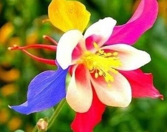 20 rare columbine flower seeds for spring summer Blue Yellow White red colorful fast growing