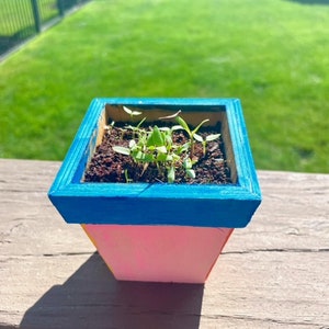May include: A small wooden planter with a blue, pink, and yellow paint design. The planter is filled with soil and has several small green plants growing in it.