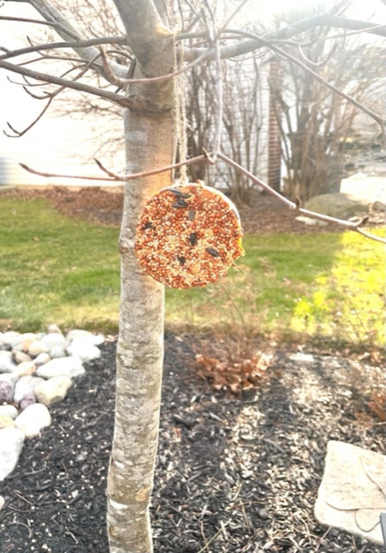 K&ouml;nnte beinhalten: Ein runder Vogel futterspender gef&uuml;llt mit Samen h&auml;ngt an einem Baumzweig. Der Futterspender ist aus braunem Material und enth&auml;lt verschiedene Samen.
