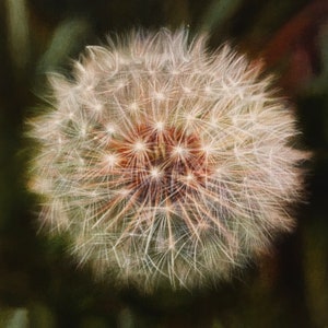 May include: A close-up of a white dandelion seed head with delicate, feathery seeds. The seeds are arranged in a circular pattern, creating a radial design. The background is blurred and out of focus, highlighting the dandelion's intricate details.