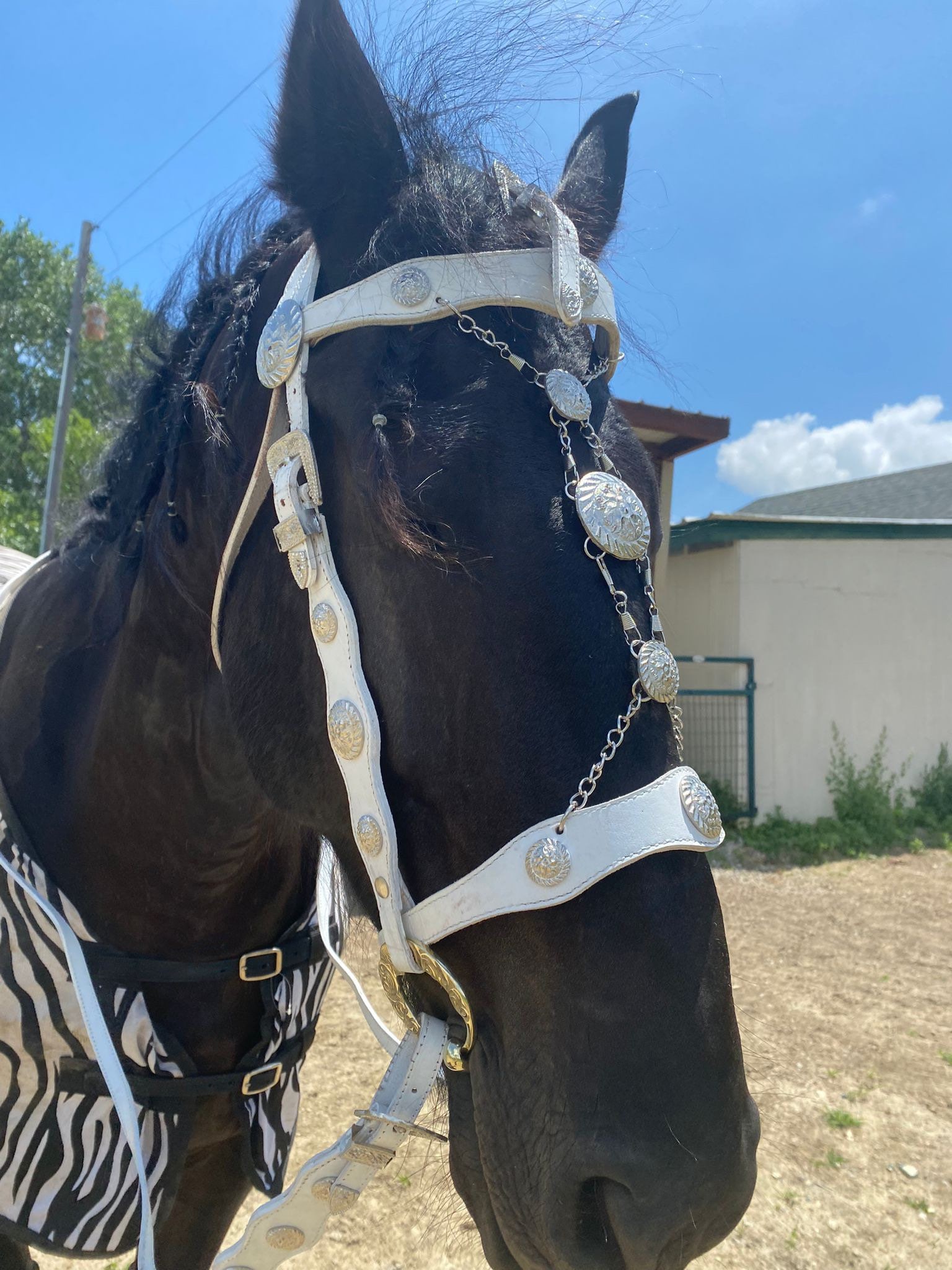 Fancy Spanish Horse Bridle With Reins in White Leather With Silver