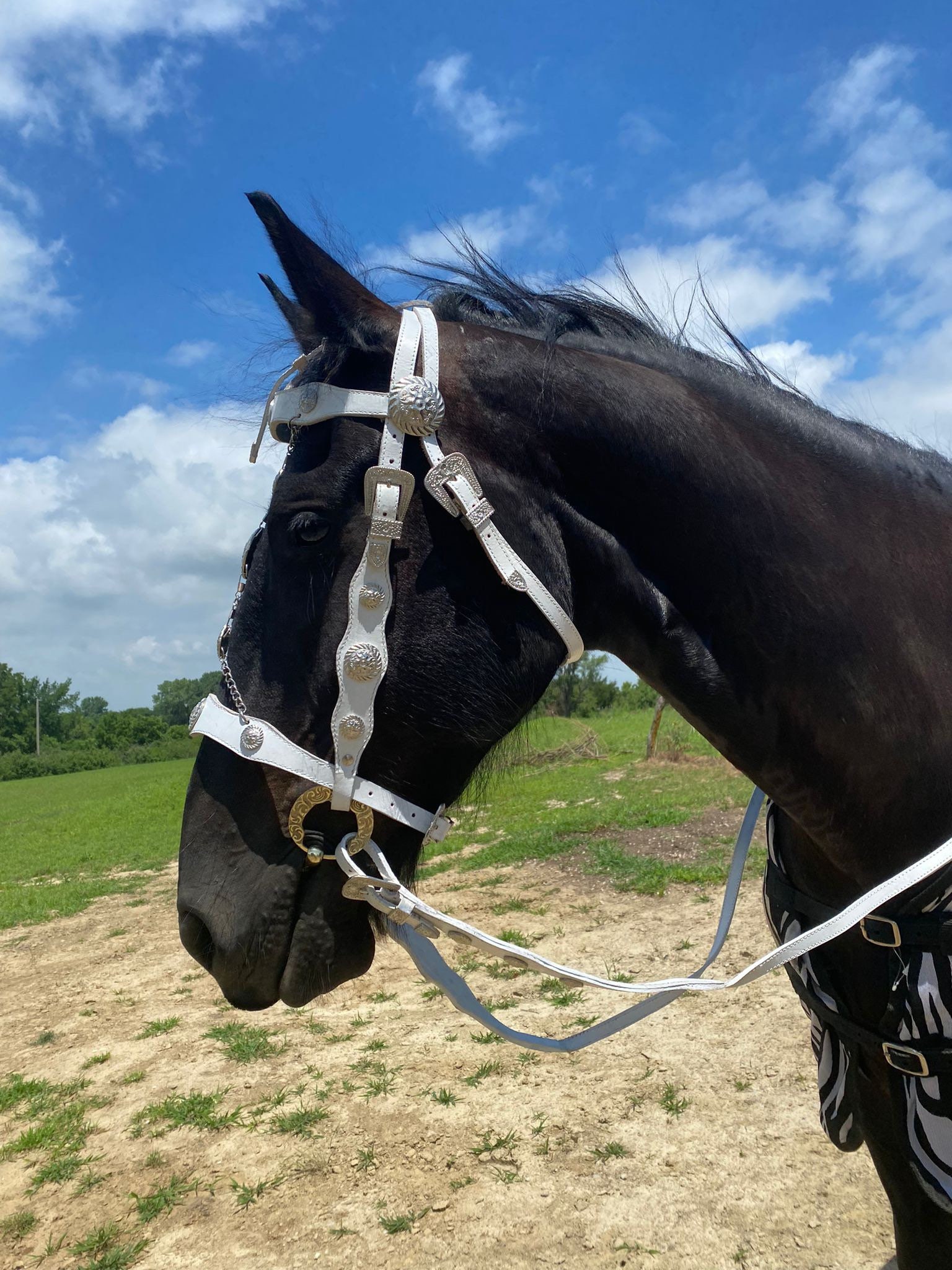 Fancy Spanish Horse Bridle With Reins in White Leather With Silver