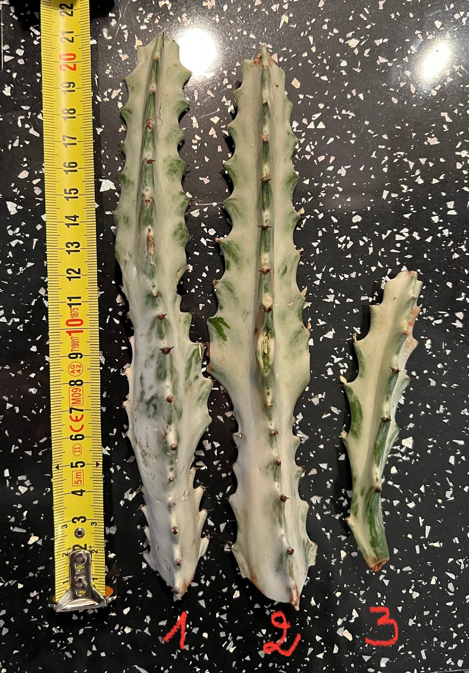 Euphorbia Euphorbe Lactea White Ghost Boutures de 12 ou 21 cm