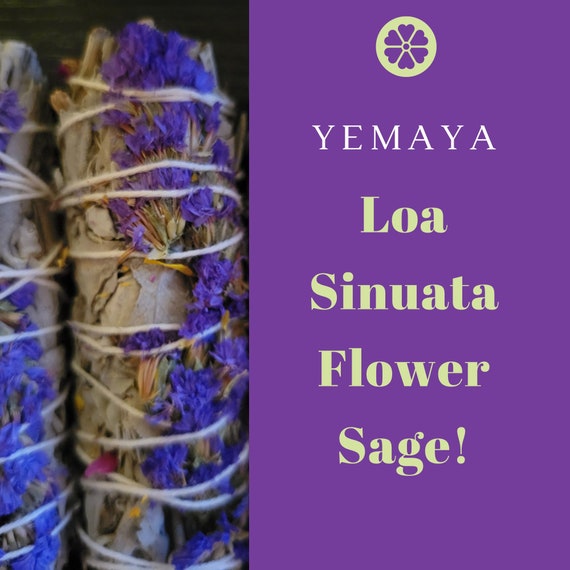 Yemaya Loa Sinuata Flower Sage