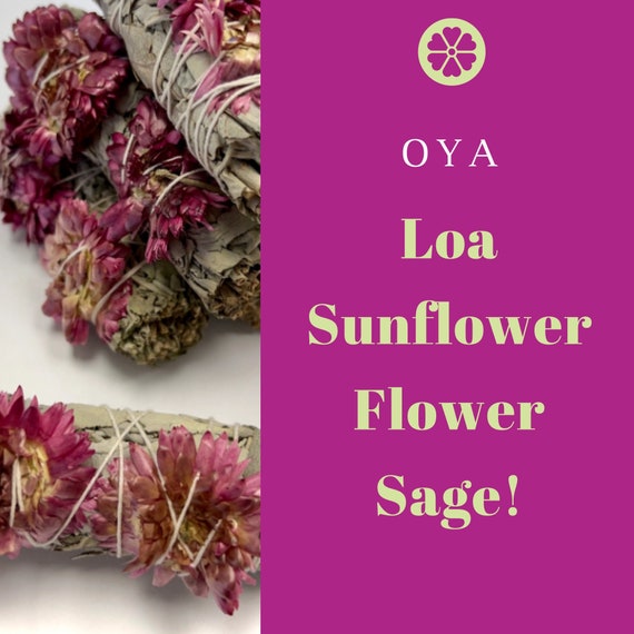 Oya Loa Sunflower Sage