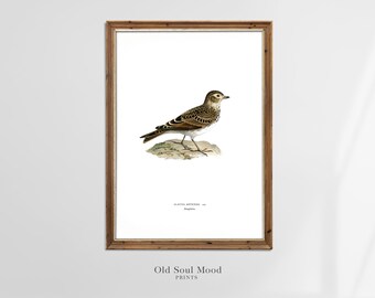 Peut inclure: Une illustration vintage d'un oiseau brun et blanc avec un long bec pointu. L'oiseau est perché sur un rocher avec de la végétation verte. L'illustration est intitulée "Alauda arvensis" et "Alouette des champs".