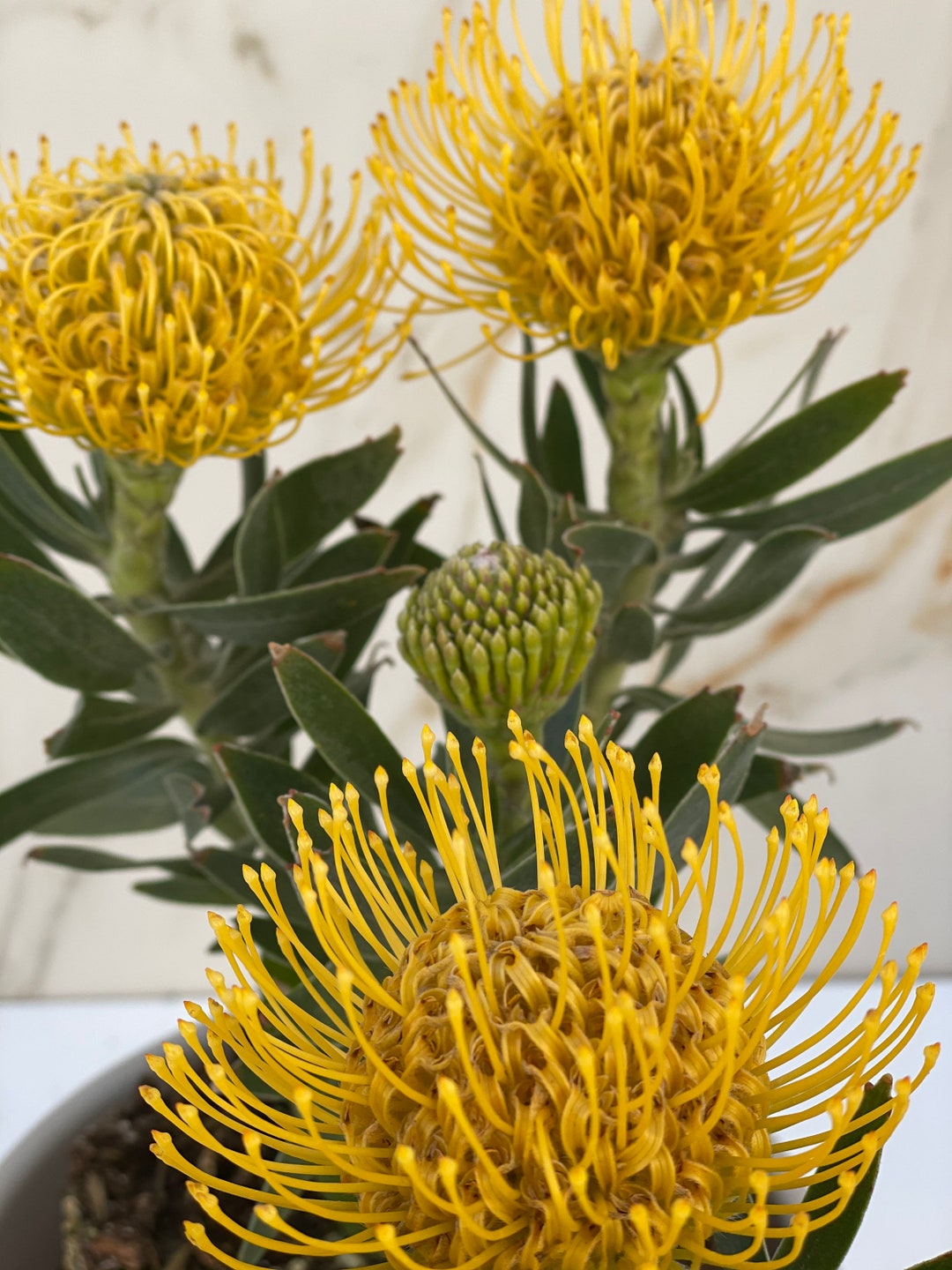 Leucospermum Hybrid Pincushion Carnival Yellow amazing Shrub Live Plant