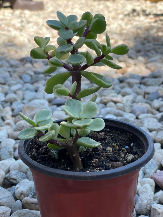 Rooted Rainbow Elephant Bush Fully Rooted Houseplant Etsy