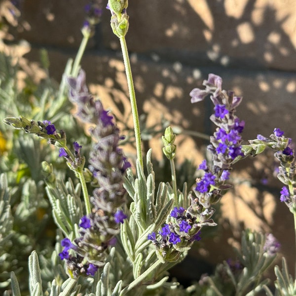 Live Plant | Goodwin Creek Grey Lavender | 1 Gallon