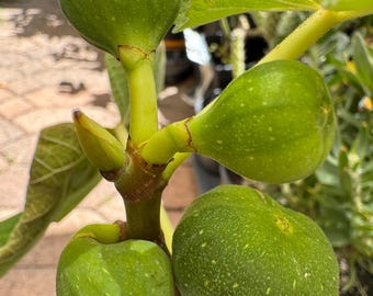 Live Fig Tree / Fig Turkish/ Ficus Carica/ 1 Galon pot