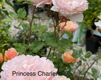 May include: Close-up of several light pink Princess Charlene roses in full bloom. The petals are soft and layered, with a delicate texture. The image includes green foliage and other roses in shades of peach and pink.