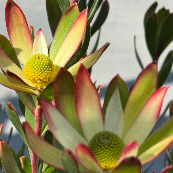 Live Plant | Leucadendron Cornbush | Mother’s Day Gift | Birthday Gift | 1 Gallons