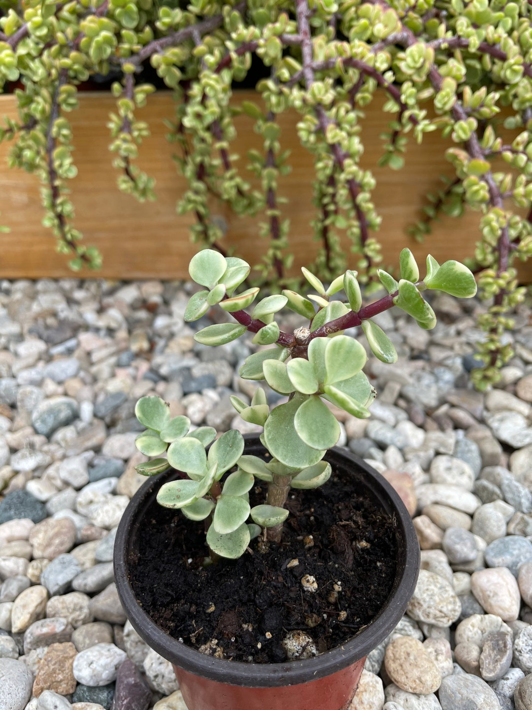 Rooted Rainbow Elephant Bush Fully Rooted Houseplant Succulent 4