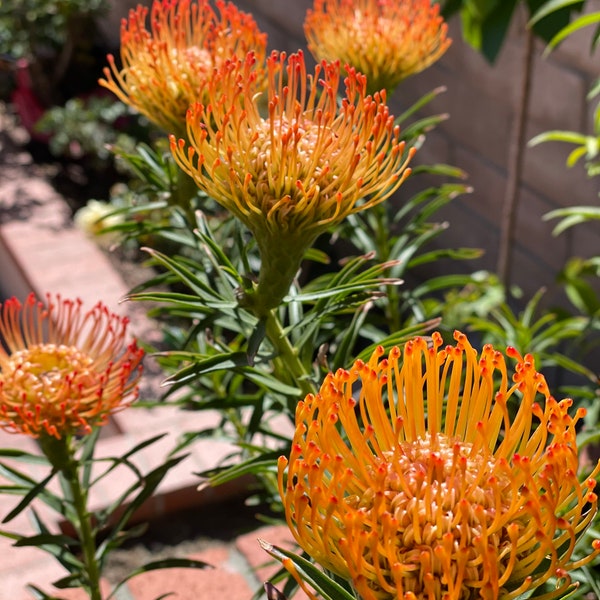 Live Plant |  Blooming Pincushion Carnival So Successful Orange Tree | Leucospermum Hybrid | Amazing Shrub