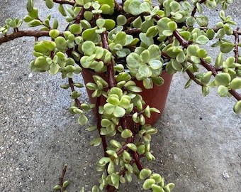 Live Succulent Plant| Rainbow Elephant Bush| Portulacaria| 0.7 Gallon |