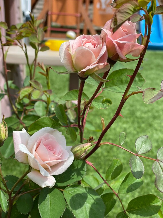 New Dawn Climbing Rose Live Plant 0.7 Gallons Valentine Unique Gifts  Birthday Gift Plant Lover Gift Idea - Etsy