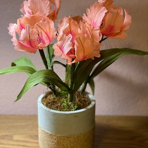Crepe Paper Parrot Tulip (Tulipa) -- 1 Flower