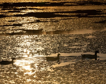 Three Ducks (in a row) on a frozen river at sunset