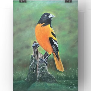 Backwater Oriole