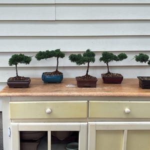 May include: Five small bonsai trees with dark green foliage are arranged in a row on a wooden cabinet. Each tree is planted in a distinct rectangular or oval ceramic pot in shades of dark brown, blue, or reddish-brown, containing soil.
