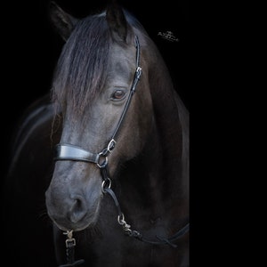 On Horses Bitless Bridle Black Cob/Full