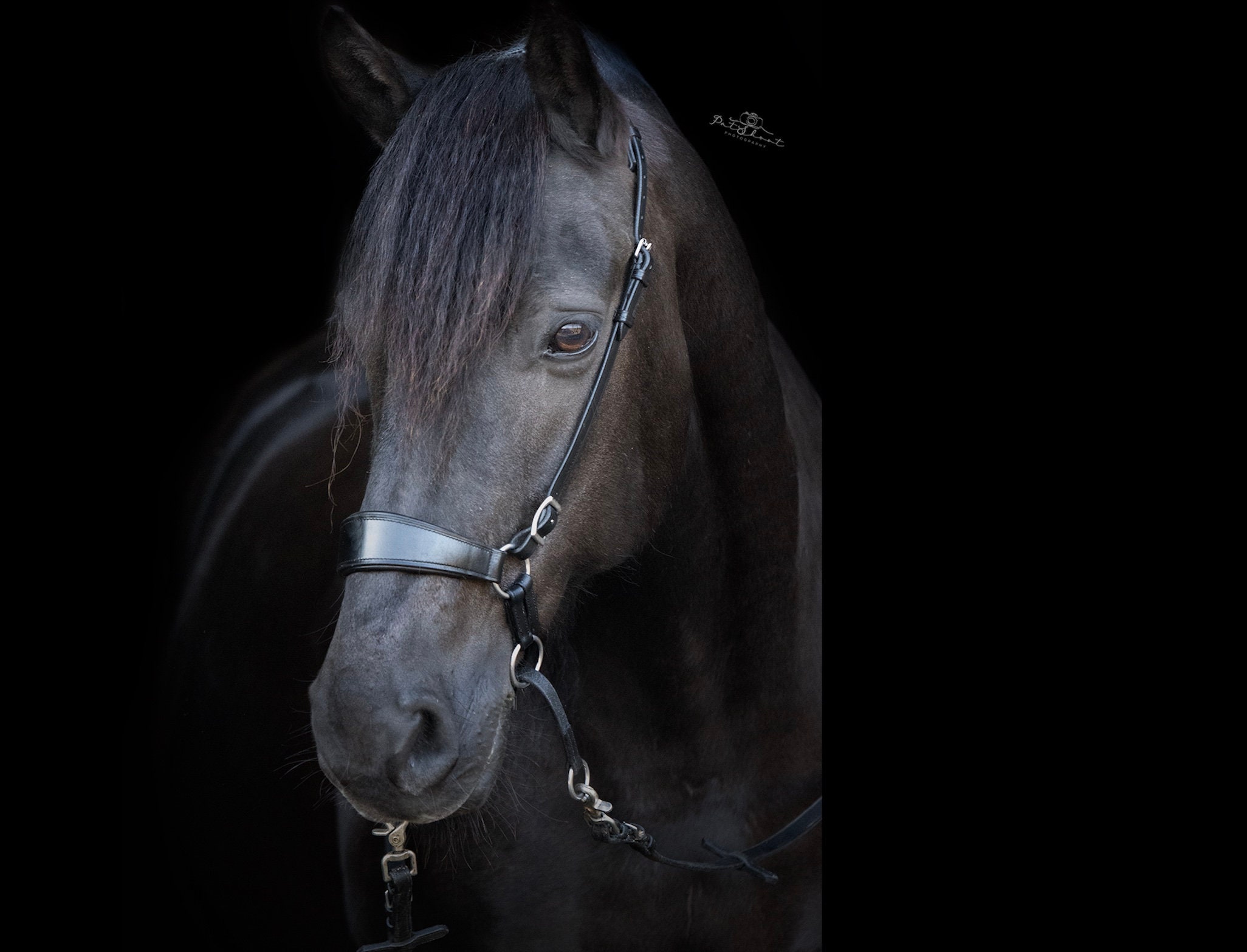 On Horses Bitless Bridle Black Cob/Full