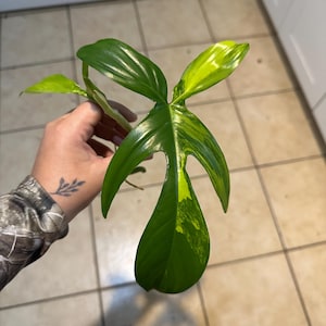 Florida beauty top cut