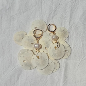 May include: A pair of gold hoop earrings featuring a single white pearl and a small, flat, circular white sand dollar charm. The earrings are arranged on top of a cluster of several additional white sand dollars, showcasing the natural texture.