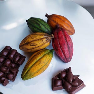 Puede incluir: Cinco vainas de cacao de diferentes colores, incluyendo verde, amarillo, naranja y rojo, est&aacute;n dispuestas sobre una superficie blanca. Tambi&eacute;n hay una barra de chocolate negro rota sobre la superficie.