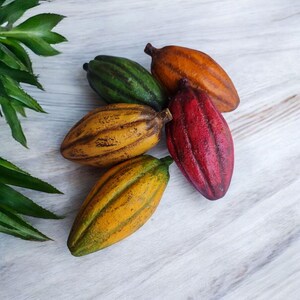 Puede incluir: Cinco vainas de cacao de varios colores, incluyendo verde, amarillo, naranja y rojo. Las vainas est&aacute;n dispuestas en semic&iacute;rculo sobre una superficie de madera blanca.