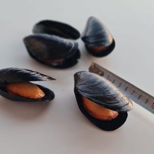 Fake Black Mussels Realistic Seafood Display Prop Water-Resistant Fake Seafood for Restaurant Display  – Set of 5
