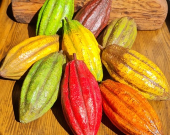 Faux fruit de cacao réaliste de taille réelle pour l'affichage et la décoration.