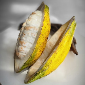 Puede incluir: Dos mitades de una vaina de cacao, una abierta y otra cerrada. La vaina es amarilla con bordes verdes y tiene un interior blanco.