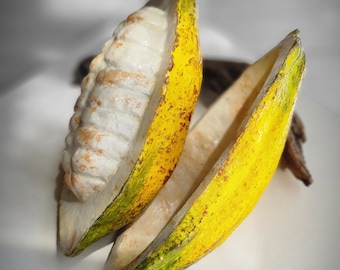 Juego de vainas de cacao falsas realistas: Exhibición de chocolate falso, accesorio para fotografía de alimentos