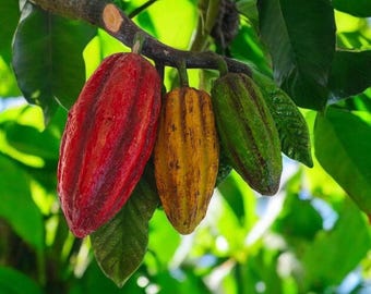 Rama de árbol frutal de cacao artificial: decoración de plantas tropicales