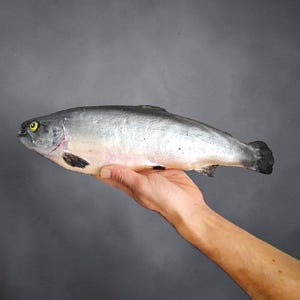 fake fish and poles LED Artificial Aquarium Tank & Sensory Nightlight plastic casting plug Realistic Fake Fish - Etsy