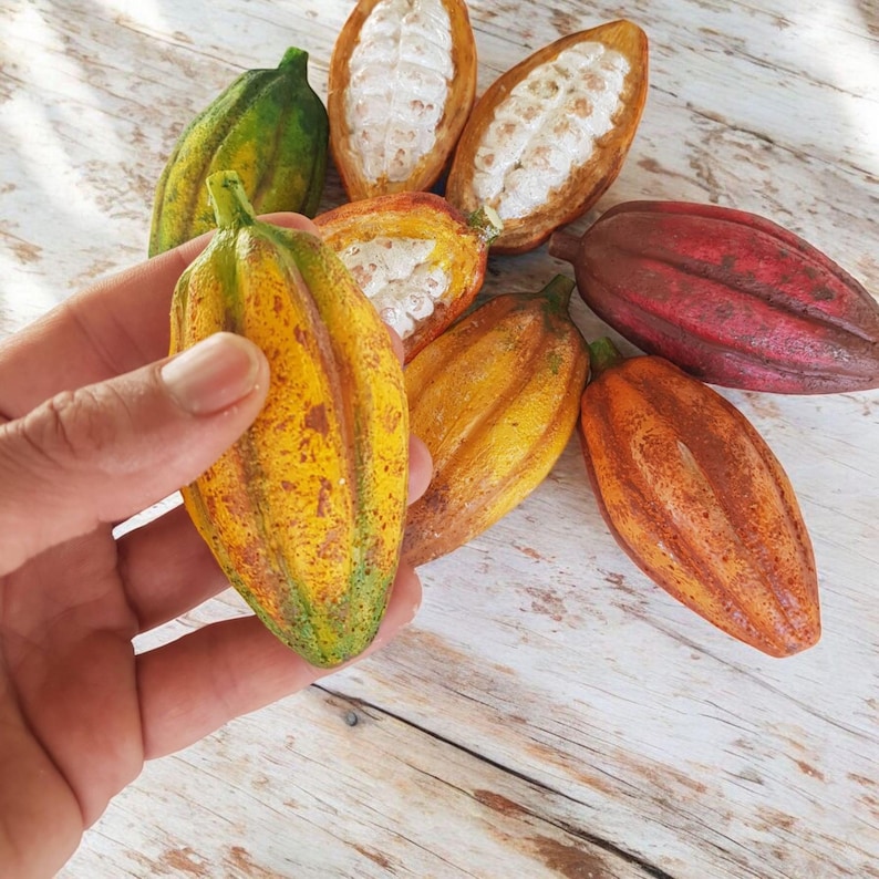 Puede incluir: Una colecci&oacute;n de seis vainas de cacao en diferentes estados de maduraci&oacute;n. Las vainas est&aacute;n dispuestas sobre una superficie de madera blanca. Las vainas var&iacute;an en color de verde a amarillo a rojo.