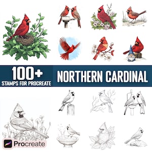 May include: A set of 100+ digital stamps for Procreate featuring illustrations of Northern Cardinals in various poses and settings. The stamps include both colored and black and white versions of the birds.