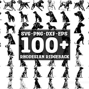 Puede incluir: Una colección de más de 100 ilustraciones de perros Rhodesian Ridgeback en varias poses. Las imágenes son en blanco y negro, adecuadas para formatos SVG, PNG, DXF y EPS. Se incluye el texto "100+" y "Rhodesian Ridgeback".