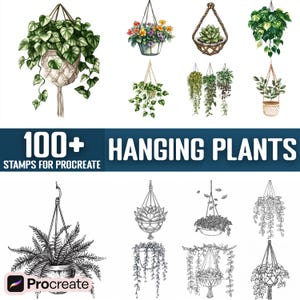 monstera plant and pot Monstera Deliciosa 'Swiss Cheese Plant' Houseplant 17cm Pot main image 0