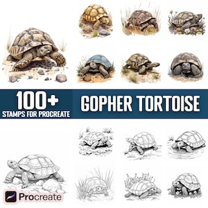 May include: A digital illustration set of 100+ Gopher Tortoise stamps for Procreate. The stamps feature various poses of the tortoise, including walking, standing, and resting. The stamps are in both color and black and white.