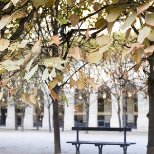 Paris Photography - Falling Leaves in Paris, Palais Royal, French home decor, Living room art, Gallery Wall, Large Wall Art, Fine Art Print