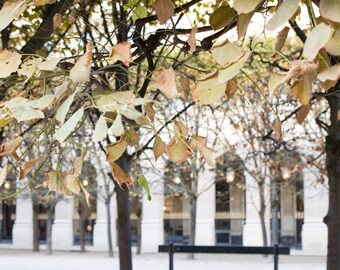 Paris Photography - Falling Leaves in Paris, Palais Royal, French home decor, Living room art, Gallery Wall, Large Wall Art, Fine Art Print