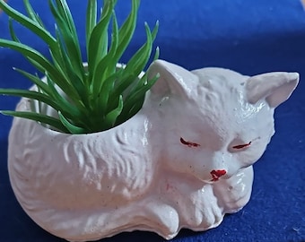 Cat white from Raysin