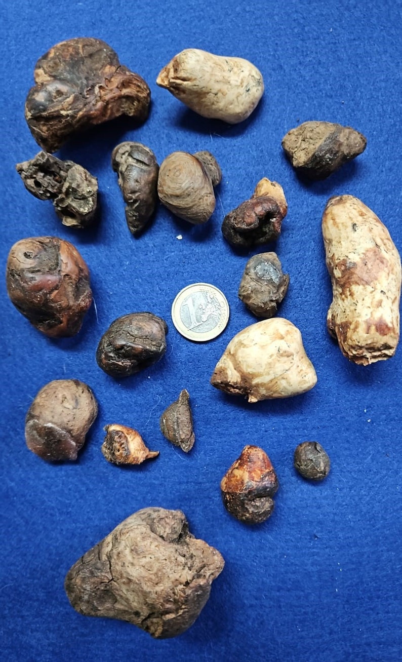 Puede incluir: Una colecci&oacute;n de 15 piedras lisas y redondeadas de varios tama&ntilde;os, de color marr&oacute;n y blanco. Las piedras est&aacute;n dispuestas sobre una superficie azul. Se incluye una moneda de un euro para la escala.